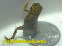 /home//u458753944/public_html/sourcegallery//////////////////////////////////Roxborough Toad Detour/2013-2019/2014/2014-06-14/P1160290.JPG